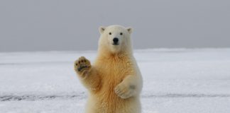 Bitcoin Long-Term Holders Start Capitulating Amidst Panic