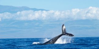 Bitcoin Bearish Signal: Whales Increase Dumping