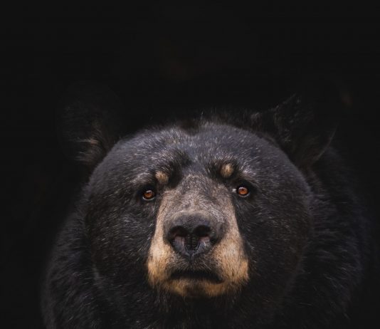 Bitcoin Selling Pressure Continues As Long-Term Holder SOPR Spikes Up