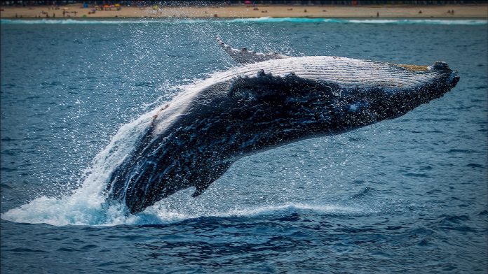 Bitcoin Bearish Signal: Whale Ratio Continues To Remain At High Worth