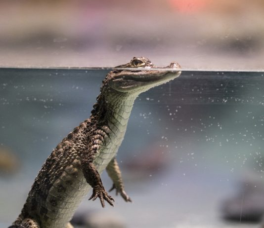 Lacoste makes its method into the web3 environment with UNDW3