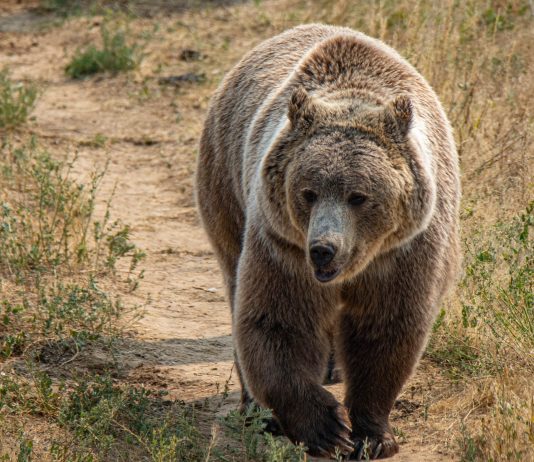 Bitcoin Supply In Loss Reaches 50% As BTC Drops Listed Below $20 k