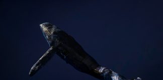 Bitcoin Healing Decreases As Whale Inflows Remain Raised