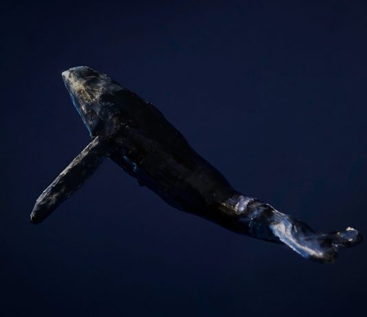 Bitcoin Healing Decreases As Whale Inflows Remain Raised