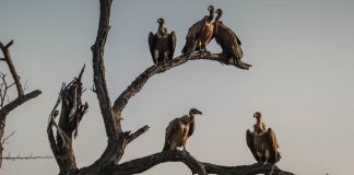 Destine Fail: Tether Shorts Stack In As Hedge Funds Look For To Benefit From Crypto Winter Season