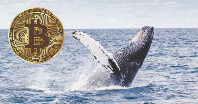 Tracking Whales, What This Bitcoin Divergence Might Hint About BTC’s Rate