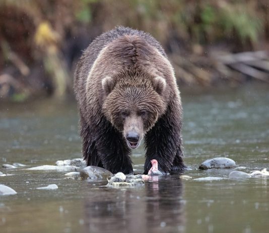 Bitcoin Long-Term Holder Capitulation Approaching Bottom Zone, However Not Quite There Yet