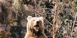 Bitcoin Bearish Signal: Exchange Netflows Spike Up