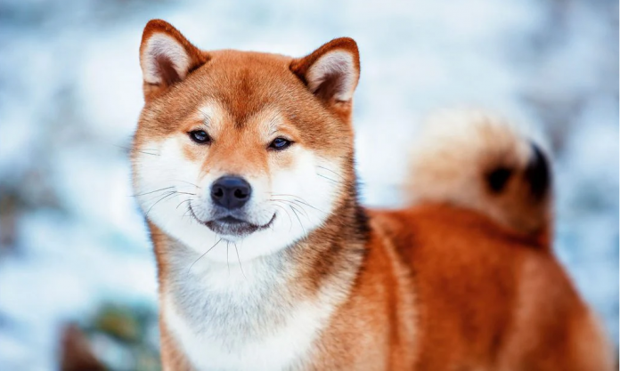 Shiba Inu Down By 2.03%– Yet Bound To Exceed TRX And BTC? Shiba Inu Down By 2.03%– Yet Bound To Exceed TRX And BTC?