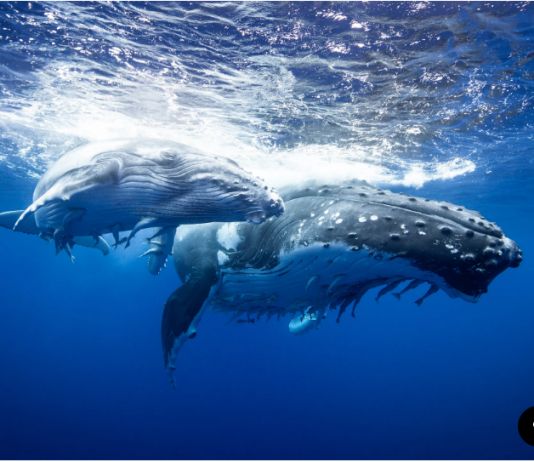 Shiba Inu Whales Trading Volume Rises 640% As SHIB Holds Important Assistance