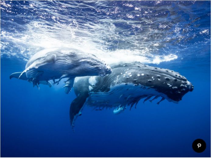 Shiba Inu Whales Trading Volume Rises 640% As SHIB Holds Important Assistance