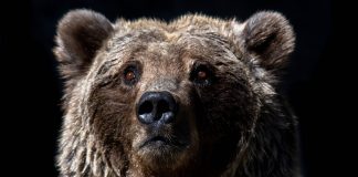 This On-Chain Sign Recommends Bitcoin Still Just 1/3rd Into Bearish Market