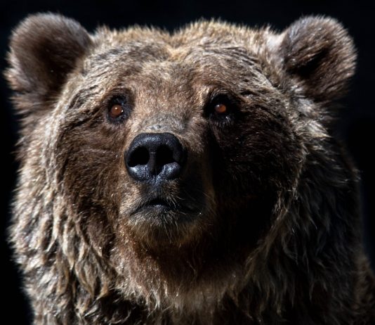 This On-Chain Sign Recommends Bitcoin Still Just 1/3rd Into Bearish Market