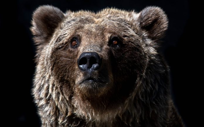 This On-Chain Sign Recommends Bitcoin Still Just 1/3rd Into Bearish Market