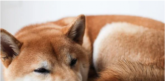 Shiba Inu Shows Surprising Cost Motion– Can SHIB Ditch The Flatline?