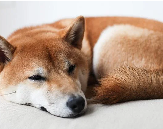Shiba Inu Shows Surprising Cost Motion– Can SHIB Ditch The Flatline?