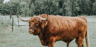 Bitcoin Bullish Signal: Whale Exchange Inflows Remain Down