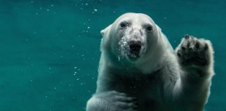 Bitcoin aSOPR Stops working Retest Of Historic Bull-Bear Junction