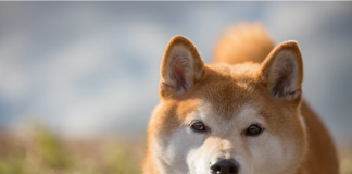Shiba Inu (SHIB) Accumulation At This Cost Level Might Be Beneficial