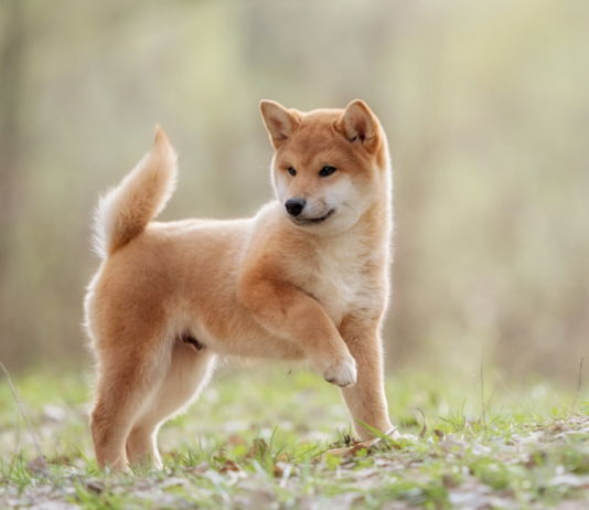 Shiba Inu Trends Upwards Through Strong Whale Build-ups