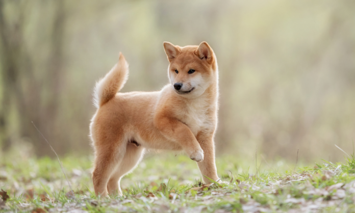 Shiba Inu Trends Upwards Through Strong Whale Build-ups