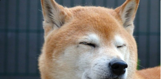 Shiba Inu: More Bite Than Bark– Another Rate Dive Around The Corner?