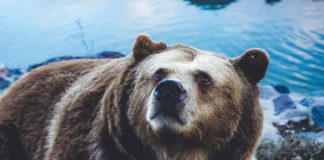 Brace For Effect: Bitcoin MVRV Triple Ribbon Again Forms Bearish Cross