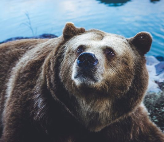 Brace For Effect: Bitcoin MVRV Triple Ribbon Again Forms Bearish Cross