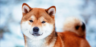 Shiba Inu Burn Occasions Trigger A Rally In Altcoin Over The Past Weeks