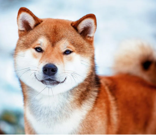 Shiba Inu Burn Occasions Trigger A Rally In Altcoin Over The Past Weeks