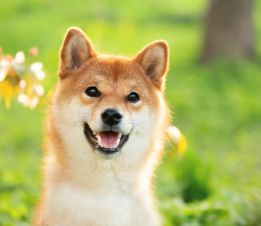 Dogecoin Gradually Retests $0.06 As DOGE Is Seen Moving Greater Over The Next Days