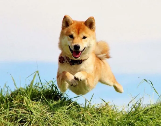 Shiba Inu Delights In 8% Spike In Cost In Last 7 Days, As SHIB Social Network Interaction Skyrockets