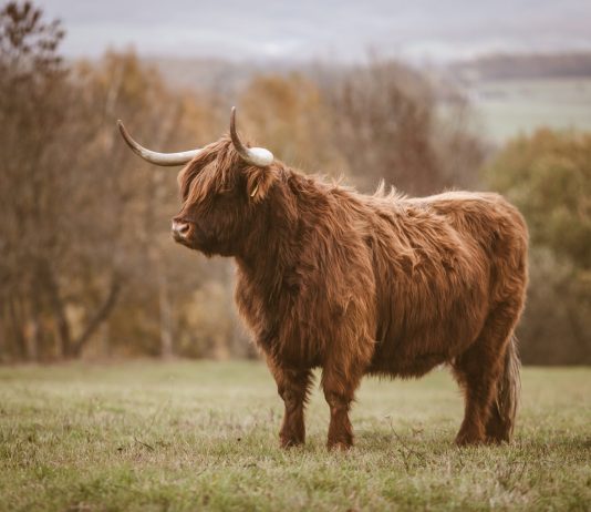 Bitcoin Stablecoin Supply Ratio Now Forms A “Buy” Signal