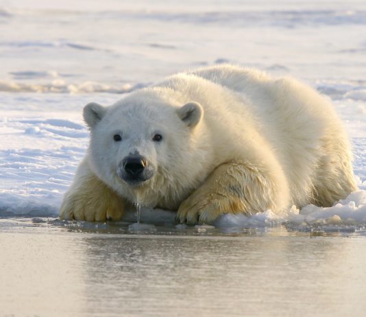 Glassnode: Bitcoin Is Yet To See This Historical Late-Bear Crossover