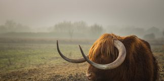 Why Dan Morehead Thinks Bitcoin Bull Run Is Around The Corner