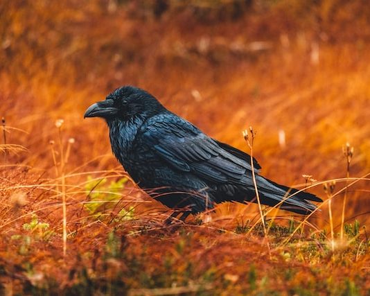 Ravencoin (RVN) Records 90% Boost, Neighborhood Cautions About Rate Speculation