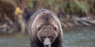 Bitcoin Bearish Signal: Miners Continue Transfers To Exchanges