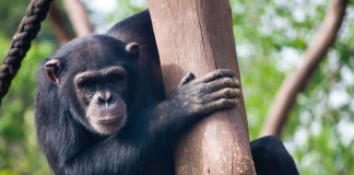ApeCoin (APE) Reveals Indications Of Healing, However Mini-Rally Might Be Temporary