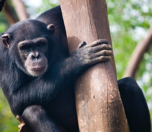 ApeCoin (APE) Reveals Indications Of Healing, However Mini-Rally Might Be Temporary