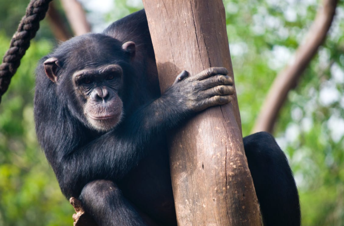 ApeCoin (APE) Reveals Indications Of Healing, However Mini-Rally Might Be Temporary
