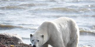 Bitcoin Long-Term Holder Dumping May Have Actually Lagged Review Listed Below $19 k