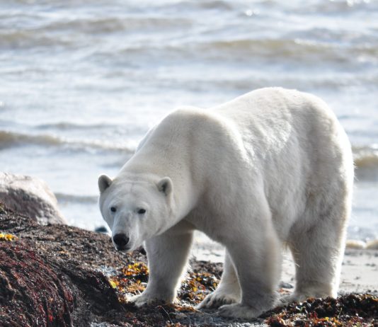 Bitcoin Long-Term Holder Dumping May Have Actually Lagged Review Listed Below $19 k