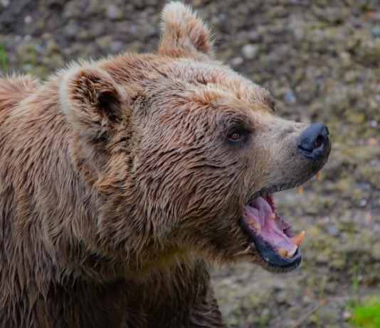 Bitcoin aSOPR Profit-Loss Junction Continues To Serve As Resistance