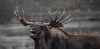 Chiliz (CHZ) Leads The Marketplace By Including Over 30% A Week In Bear