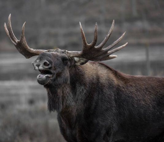 Chiliz (CHZ) Leads The Marketplace By Including Over 30% A Week In Bear