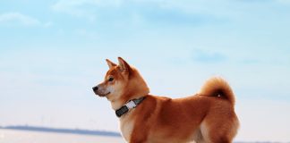 Shiba Inu Increases Regardless Of The Impending Update