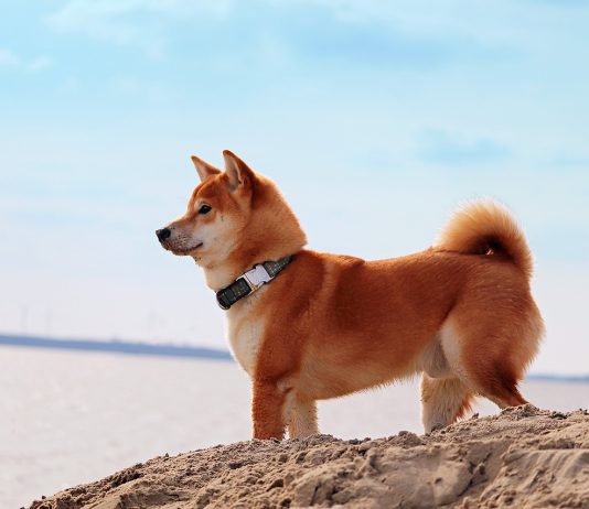 Shiba Inu Increases Regardless Of The Impending Update