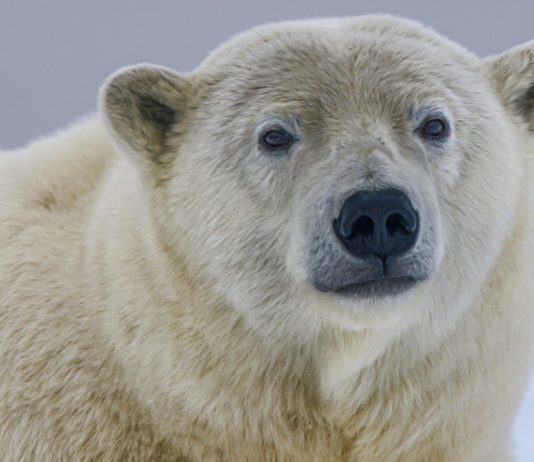 Bitcoin Active Addresses Stay Low, A Tip That Need Isn’t There Yet