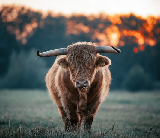 Bitcoin Bullish Signal: Exchange Outflows Spike Up