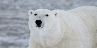 Here’s Why This Professional Believes The Next Crypto Bearish Pattern May Be Near